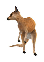 Image showing Red Kangaroo