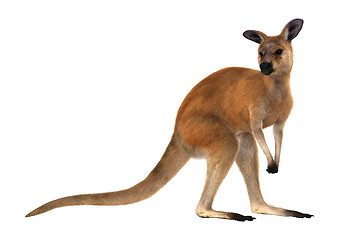 Image showing Red Kangaroo