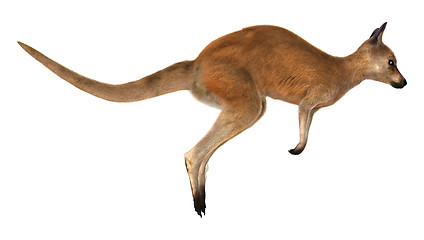 Image showing Red Kangaroo