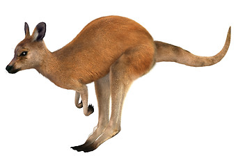 Image showing Red Kangaroo