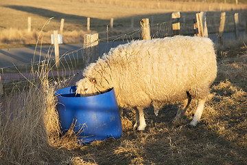 Image showing sheep drinking from bucket