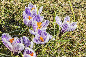 Image showing Crocus flowers