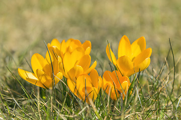 Image showing Crocus flowers