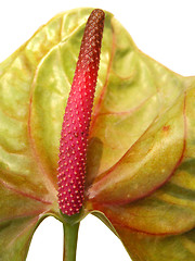 Image showing Close up of a anthurium pistil