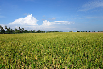 Image showing The ripe paddy field is ready for harvest