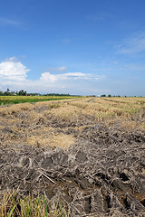 Image showing Paddy fields in Asia after harvest