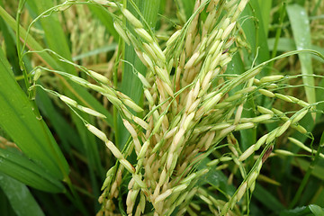 Image showing The ripe paddy field is ready for harvest