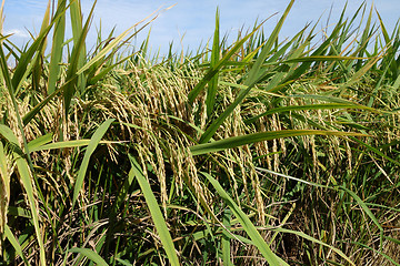 Image showing Paddy field with ripe paddy under the blue sky