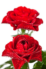 Image showing red roses with water drops 