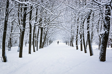 Image showing Snowy park in winter 
