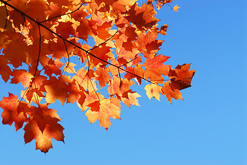 Image showing Fall maple leaves