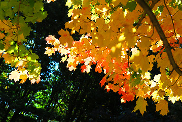 Image showing Fall maple leaves