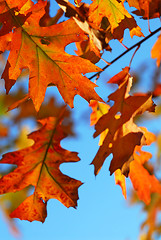 Image showing Fall oak leaves