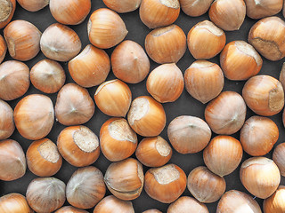 Image showing Hazelnut fruit