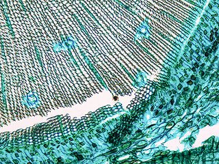 Image showing Pine Wood micrograph