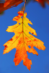 Image showing Fall oak leaf