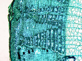 Image showing Tilia stem micrograph