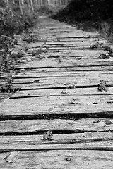 Image showing Wooden walkway leads into a wood