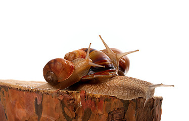 Image showing Snails on pine tree stump