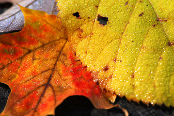 Image showing Autumn leaves macro