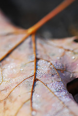 Image showing Dewy leaf