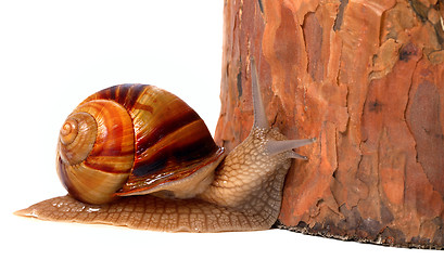 Image showing Pine tree and snail