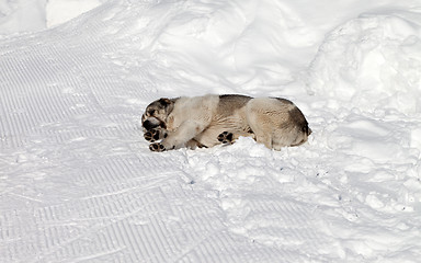 Image showing Dog sleeping on ski slope