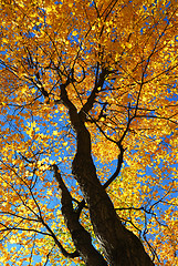 Image showing Fall maple trees