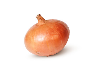 Image showing Single Fresh Golden Onion