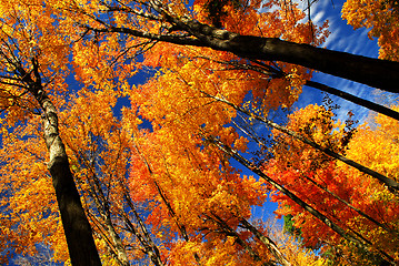 Image showing Fall maple trees