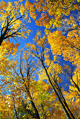 Image showing Fall maple trees