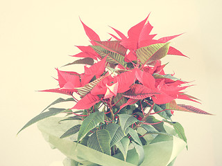 Image showing Poinsettia Christmas star