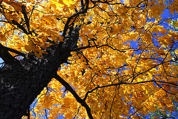 Image showing Fall elm tree