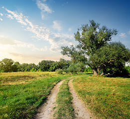 Image showing Forest and road