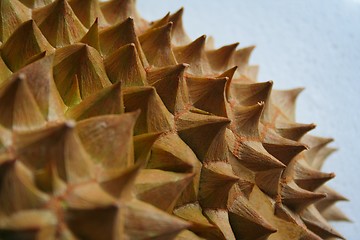 Image showing Durian thorns