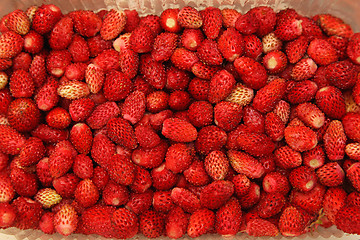 Image showing Strawberries wild