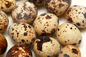 Image showing Quail eggs