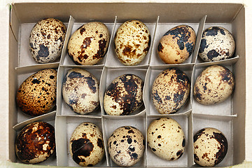 Image showing Quail egg box