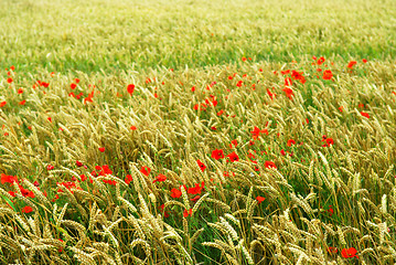 Image showing Poppies in rye