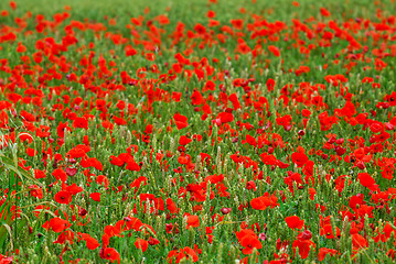 Image showing Poppies in rye