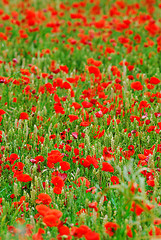 Image showing Poppies in rye