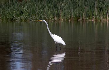 Image showing Great White Heron