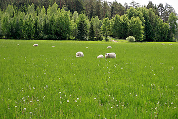 Image showing Background of Sheep on Green Grass Meadow