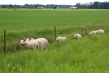 Image showing Grass is Greener for Sheep