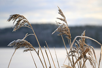 Image showing Frost on Common Reed in Winter