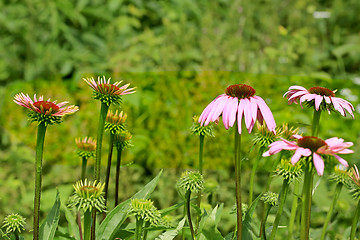 Image showing Flowers of Echinacea Purpurea