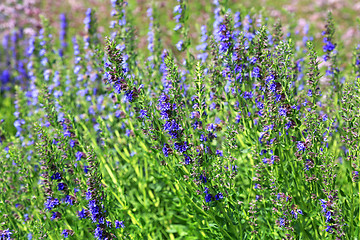 Image showing Growing English Lavender, Lavandula angustifolia