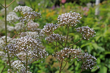 Image showing Flowers of Valeriana Officinalis Plant