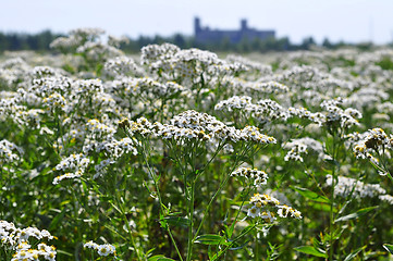 Image showing Whole field of a yarrow of 
