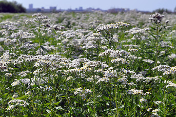 Image showing Whole field of a yarrow of 